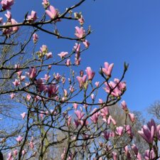 Magnolia bloesem aan de boom