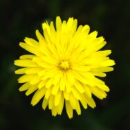 photo of a dandelion